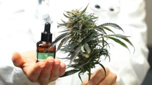 cannabis