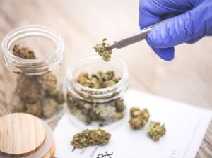 cannabis