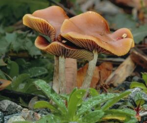 psychedelic mushrooms