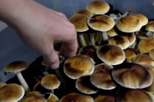 mushrooms